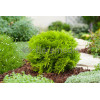 Żywotnik zachodni 'Mirjam' Thuja occidentalis