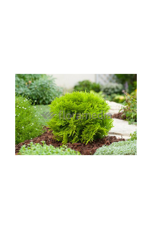 Żywotnik zachodni 'Mirjam' Thuja occidentalis