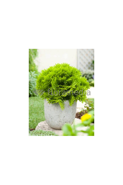 Żywotnik zachodni 'Mirjam' Thuja occidentalis