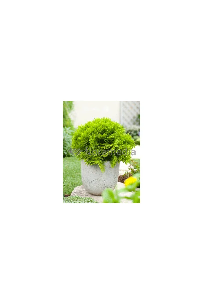 Żywotnik zachodni 'Mirjam' Thuja occidentalis