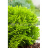 Żywotnik zachodni 'Mirjam' Thuja occidentalis