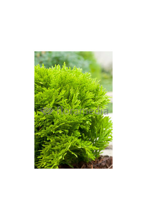 Żywotnik zachodni 'Mirjam' Thuja occidentalis