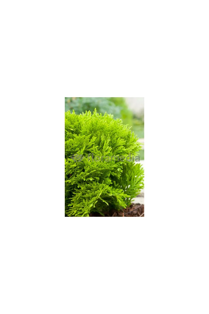 Żywotnik zachodni 'Mirjam' Thuja occidentalis