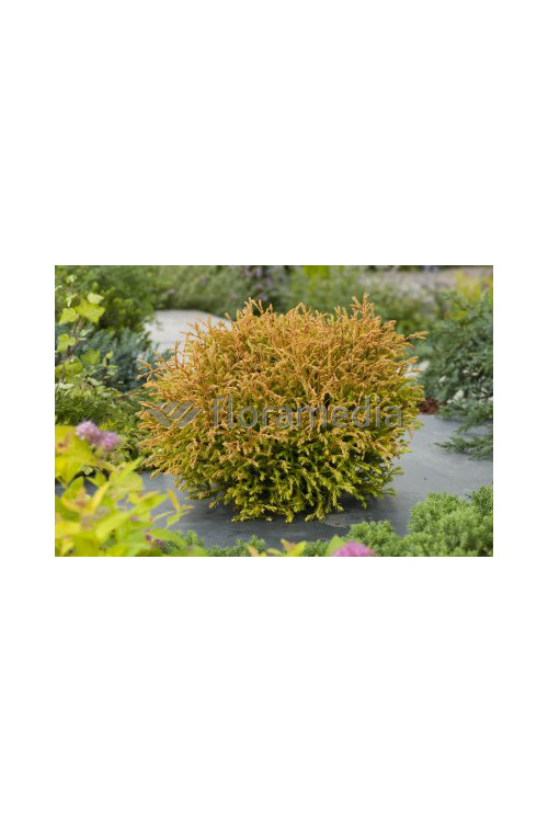 Żywotnik zachodni 'Golden Tuffet' Thuja occidentalis