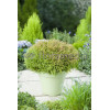 Żywotnik zachodni 'Golden Tuffet' Thuja occidentalis
