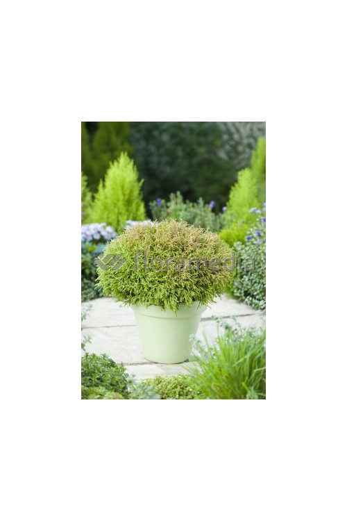 Żywotnik zachodni 'Golden Tuffet' Thuja occidentalis