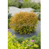 Żywotnik zachodni 'Golden Tuffet' Thuja occidentalis