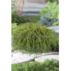 Cyprysik groszkowy 'Filifera Nana' Chamaecyparis pisifera