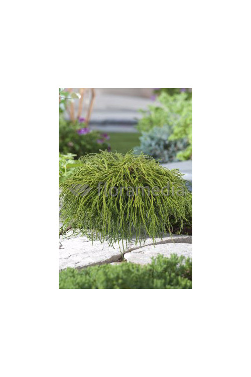 Cyprysik groszkowy 'Filifera Nana' Chamaecyparis pisifera