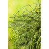 Cyprysik groszkowy 'Filifera Nana' Chamaecyparis pisifera
