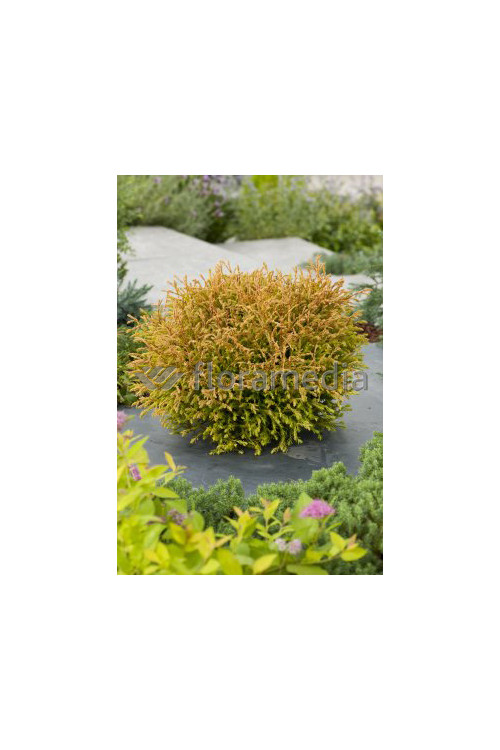 Żywotnik zachodni 'Cloth of Gold' Thuja occidentalis