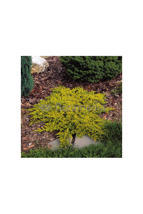 Jałowiec płożący 'Golden Carpet' Juniperus horizontalis
