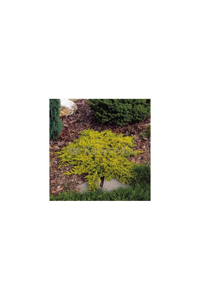 Jałowiec płożący 'Golden Carpet' Juniperus horizontalis