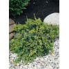 Jałowiec płożący 'Golden Carpet' Juniperus horizontalis