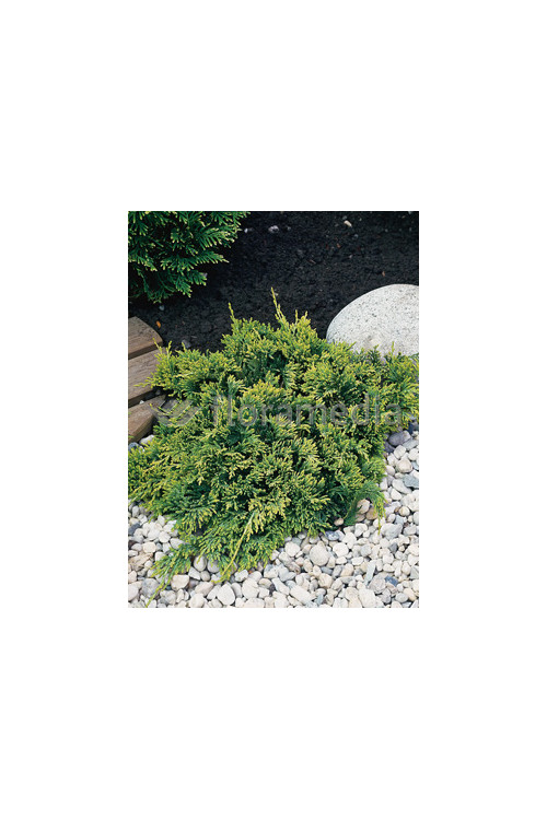 Jałowiec płożący 'Golden Carpet' Juniperus horizontalis