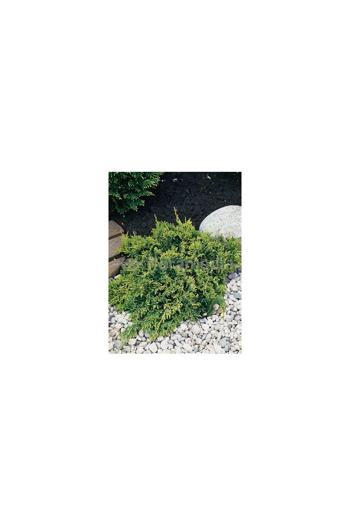 Jałowiec płożący 'Golden Carpet' Juniperus horizontalis