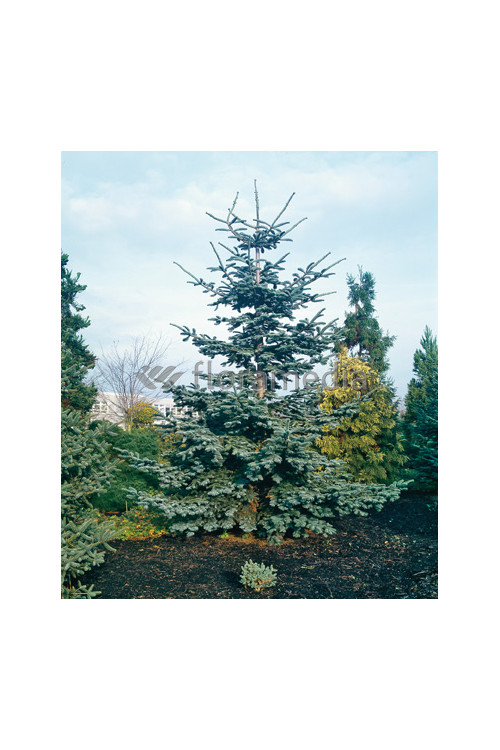 Jodła szlachetna 'Glauca' Abies procera