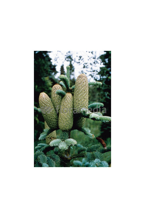 Jodła szlachetna 'Glauca' Abies procera