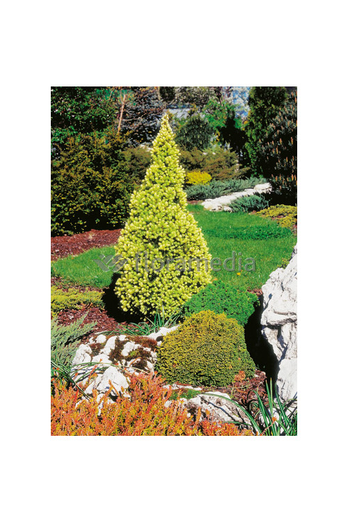 Świerk biały 'Daisy's White' Picea glauca