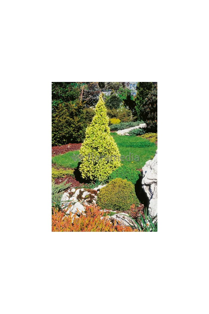 Świerk biały 'Daisy's White' Picea glauca