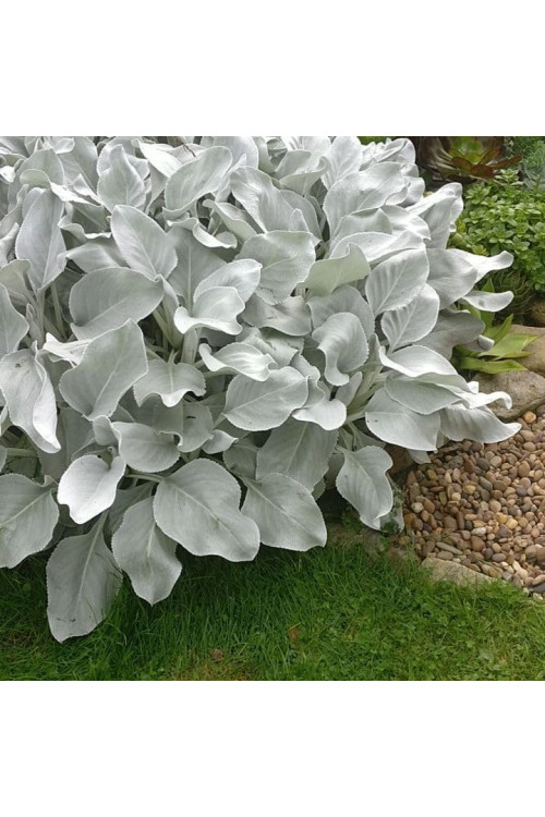 Starzec 'Angel Wings' | Senecio candicans