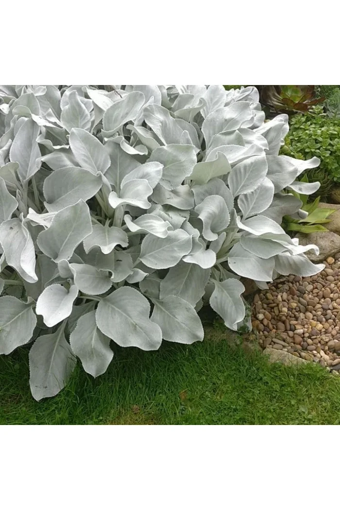 Starzec 'Angel Wings' | Senecio candicans