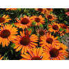 Jeżówka 'Orange Passion' Echinacea