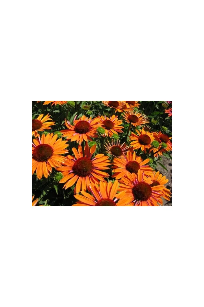 Jeżówka 'Orange Passion' Echinacea
