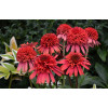 Jeżówka 'Supreme Flamingo' Echinacea