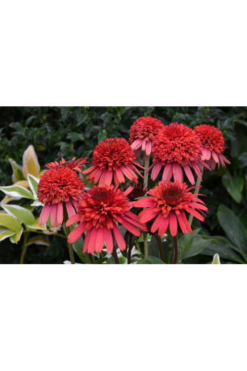 Jeżówka 'Supreme Flamingo' Echinacea