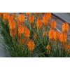 Trytoma 'Poco Orange' | Kniphofia