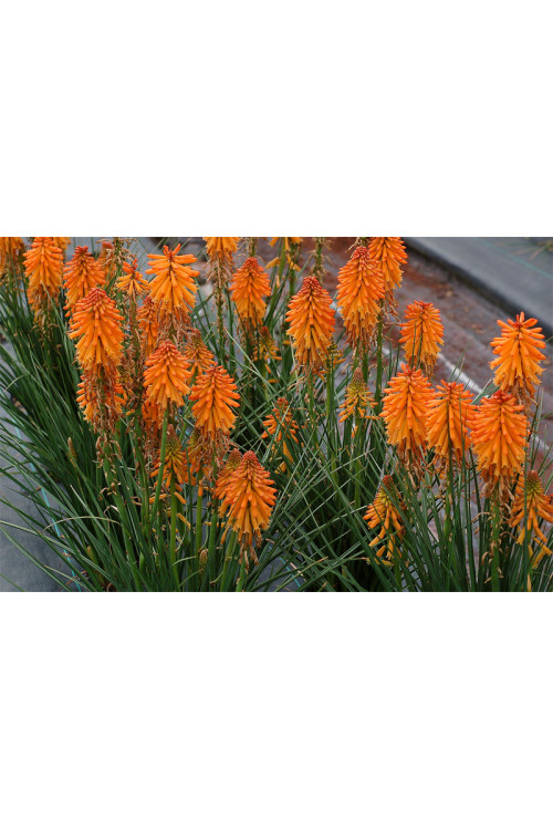 Trytoma 'Poco Orange' | Kniphofia