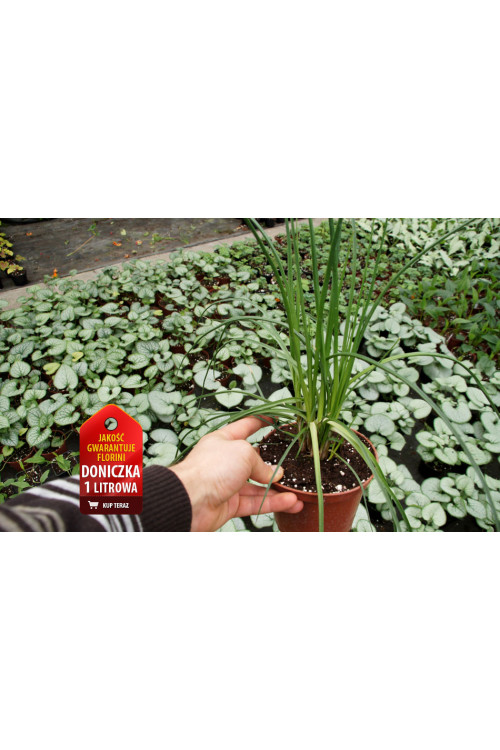 Trytoma 'Poco Orange' | Kniphofia