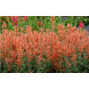 Kłosowiec 'Kudos Mandarin' Agastache