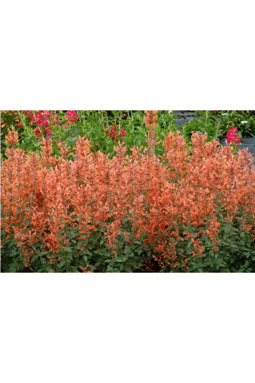 Kłosowiec 'Kudos Mandarin' Agastache