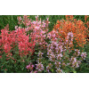 Kłosowiec 'Kudos Mandarin' Agastache