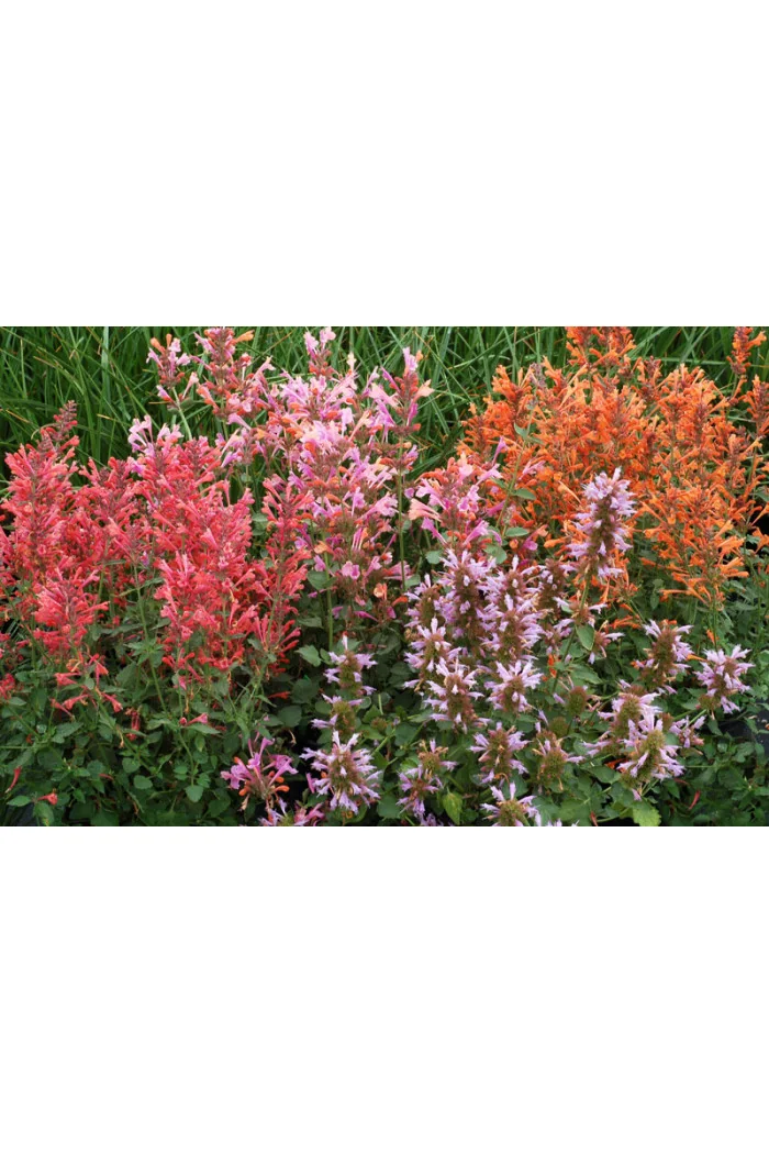 Kłosowiec 'Kudos Mandarin' Agastache