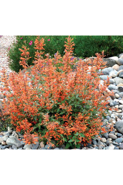 Kłosowiec 'Kudos Mandarin' Agastache