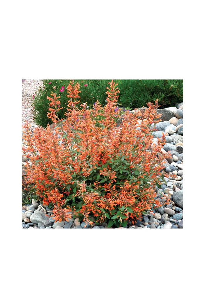 Kłosowiec 'Kudos Mandarin' Agastache