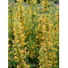 Kłosowiec 'Kudos Yellow' Agastache