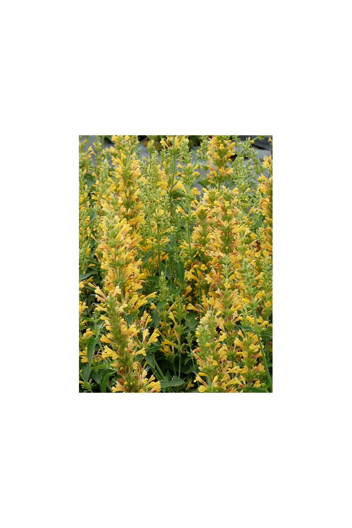 Kłosowiec 'Kudos Yellow' Agastache