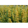 Kłosowiec 'Kudos Yellow' Agastache