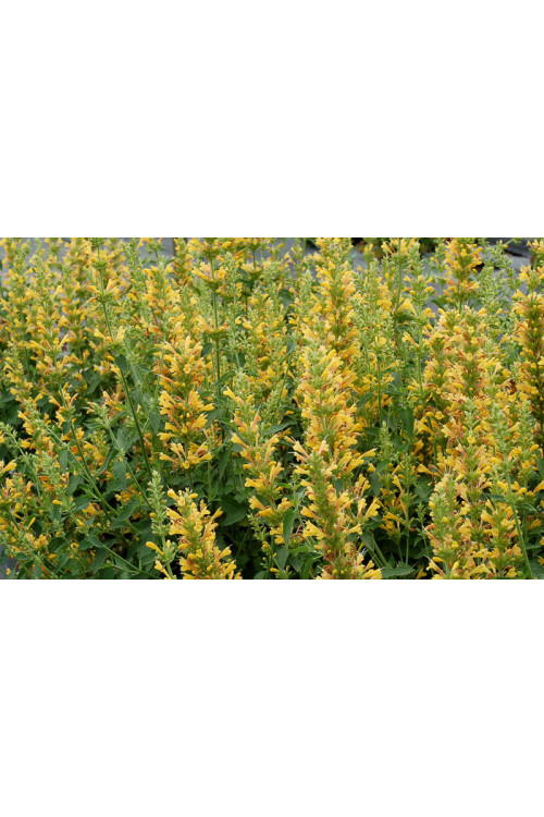 Kłosowiec 'Kudos Yellow' Agastache