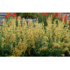 Kłosowiec 'Kudos Yellow' Agastache