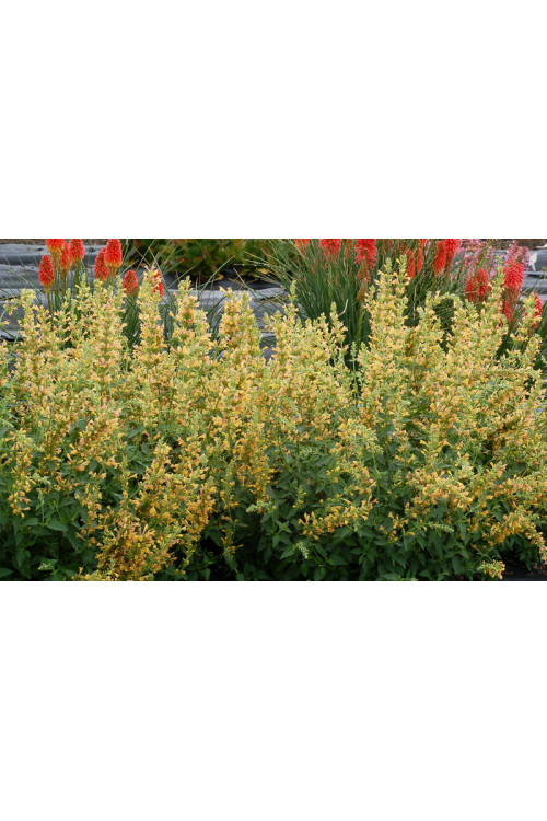 Kłosowiec 'Kudos Yellow' Agastache