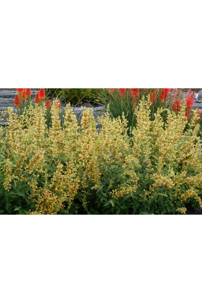 Kłosowiec 'Kudos Yellow' Agastache