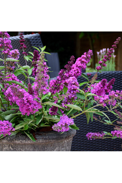 budleja, budleja Petite Blue Heaven, Buddleja, motyli krzew