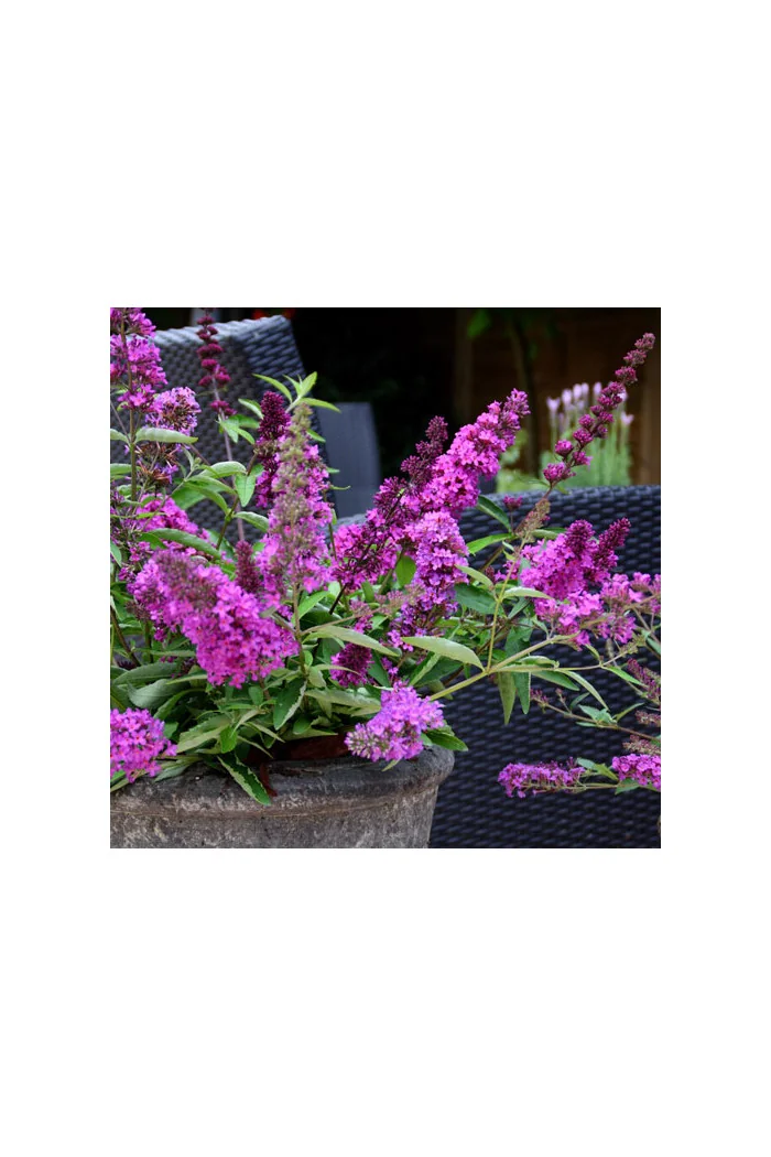 budleja, budleja Petite Blue Heaven, Buddleja, motyli krzew