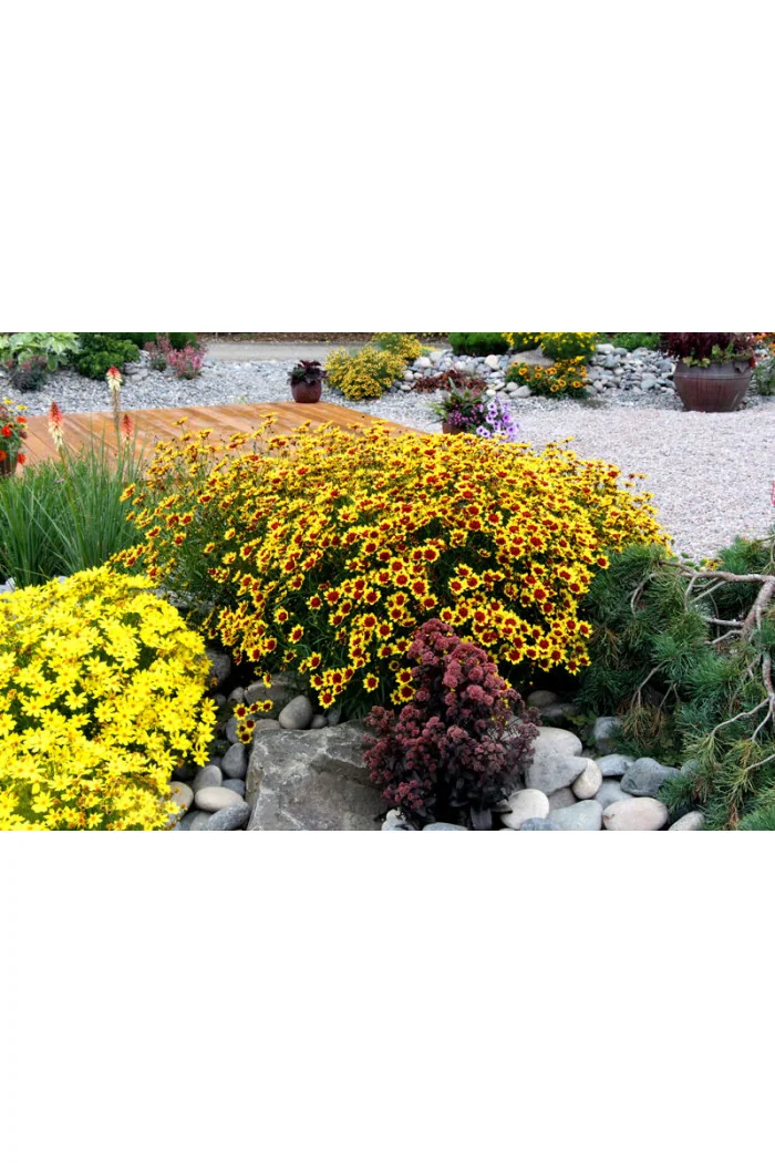 Nachyłek 'Bengal Tiger' Coreopsis