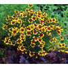 Nachyłek 'Bengal Tiger' Coreopsis